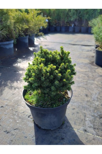 Ялина сиза Ялако Голд 3л/вис.15-20см/Ø15-20см/4р 